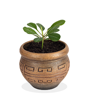 Decorative Pot