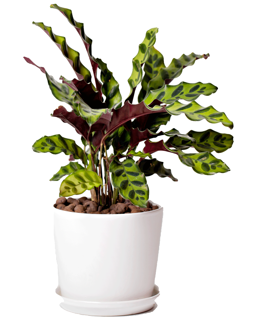 Calathea Lancifolia