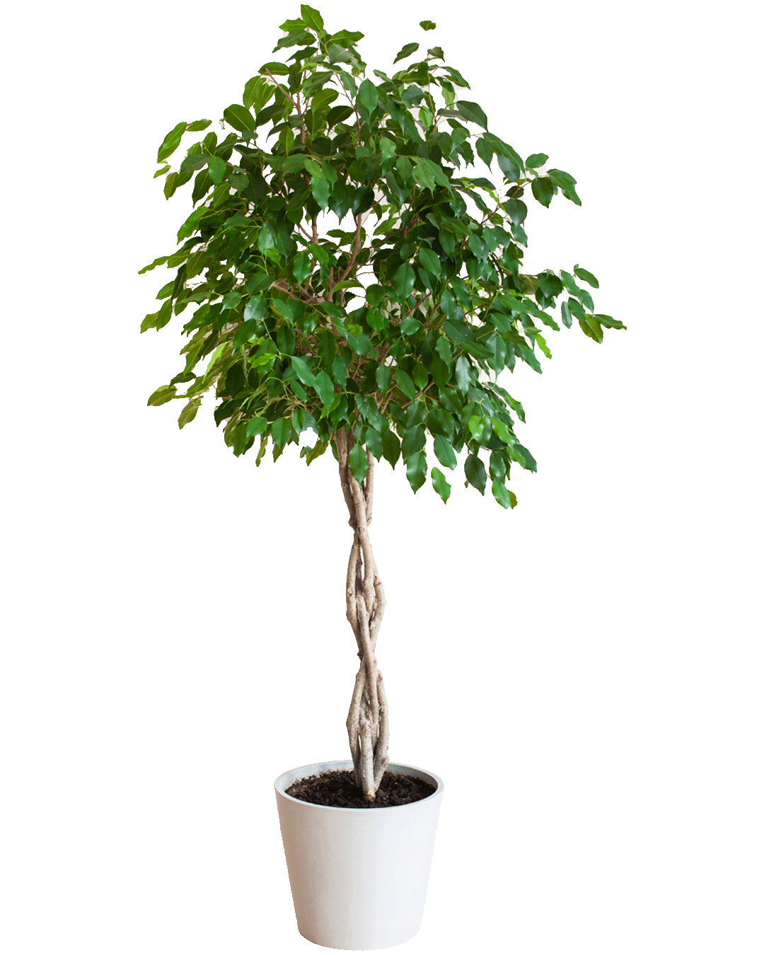 Ficus Benjamina