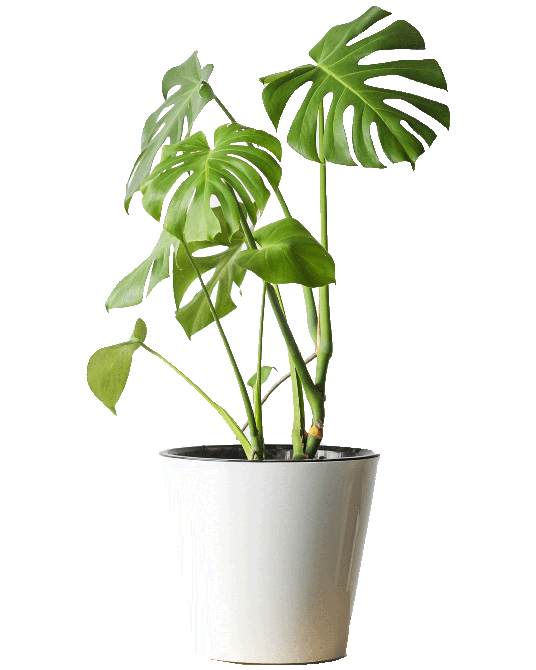 Monstera Deliciosa